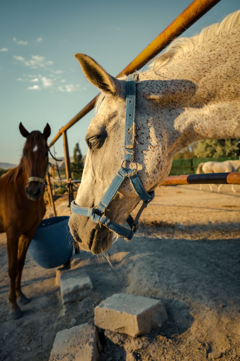 Two horses at sunset