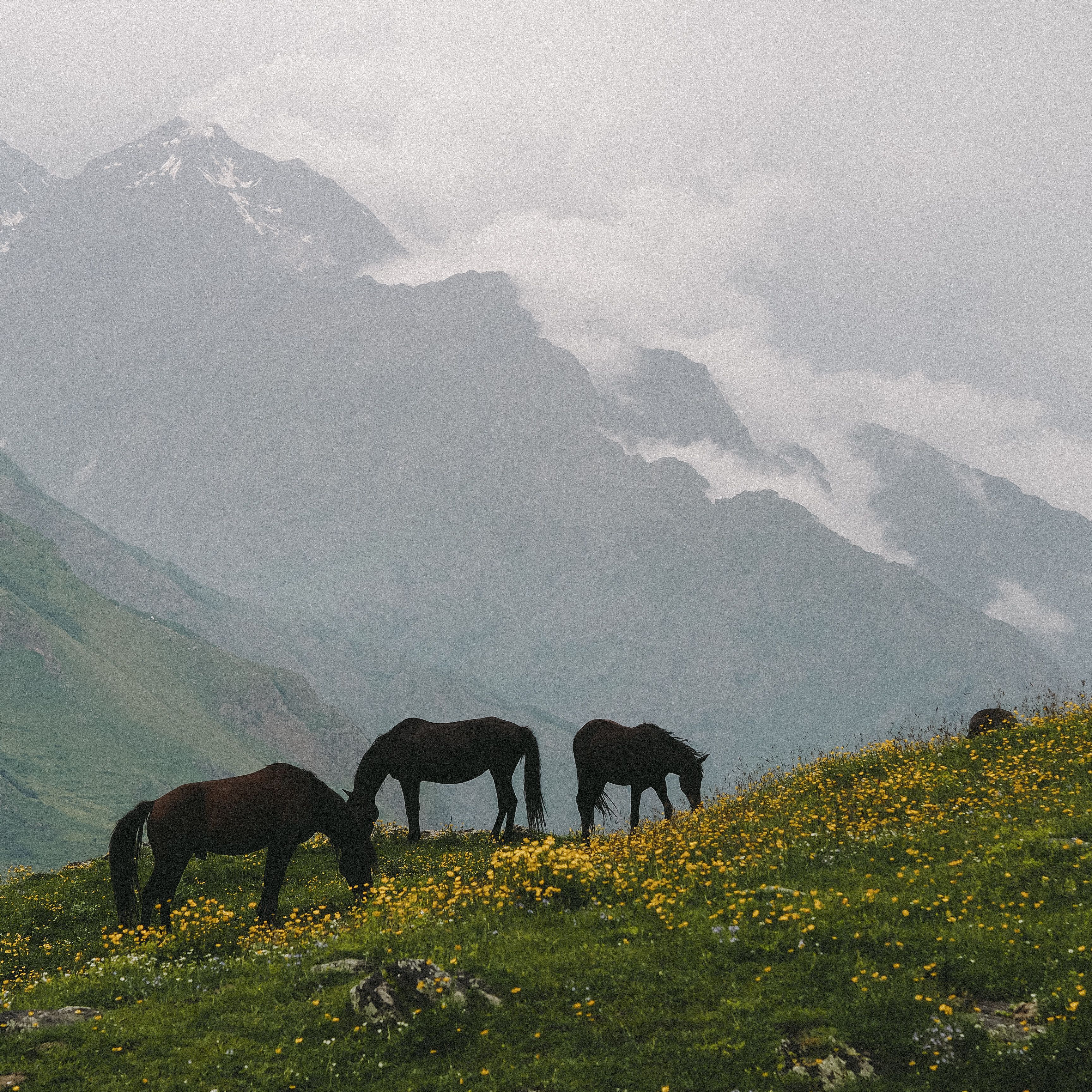 Mountain Landscape with Horses