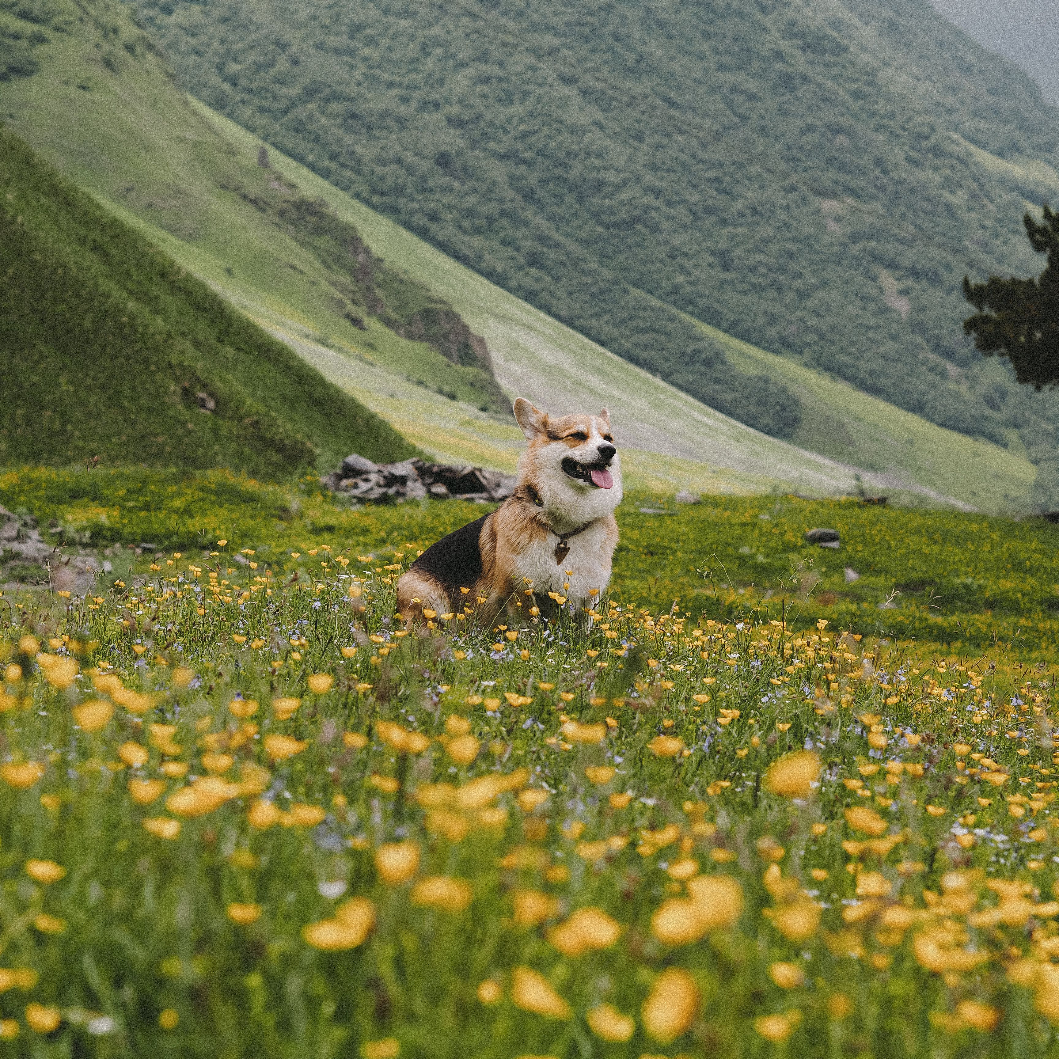Dog on Meadow in Valley in Mountains · Free Stock Photo
