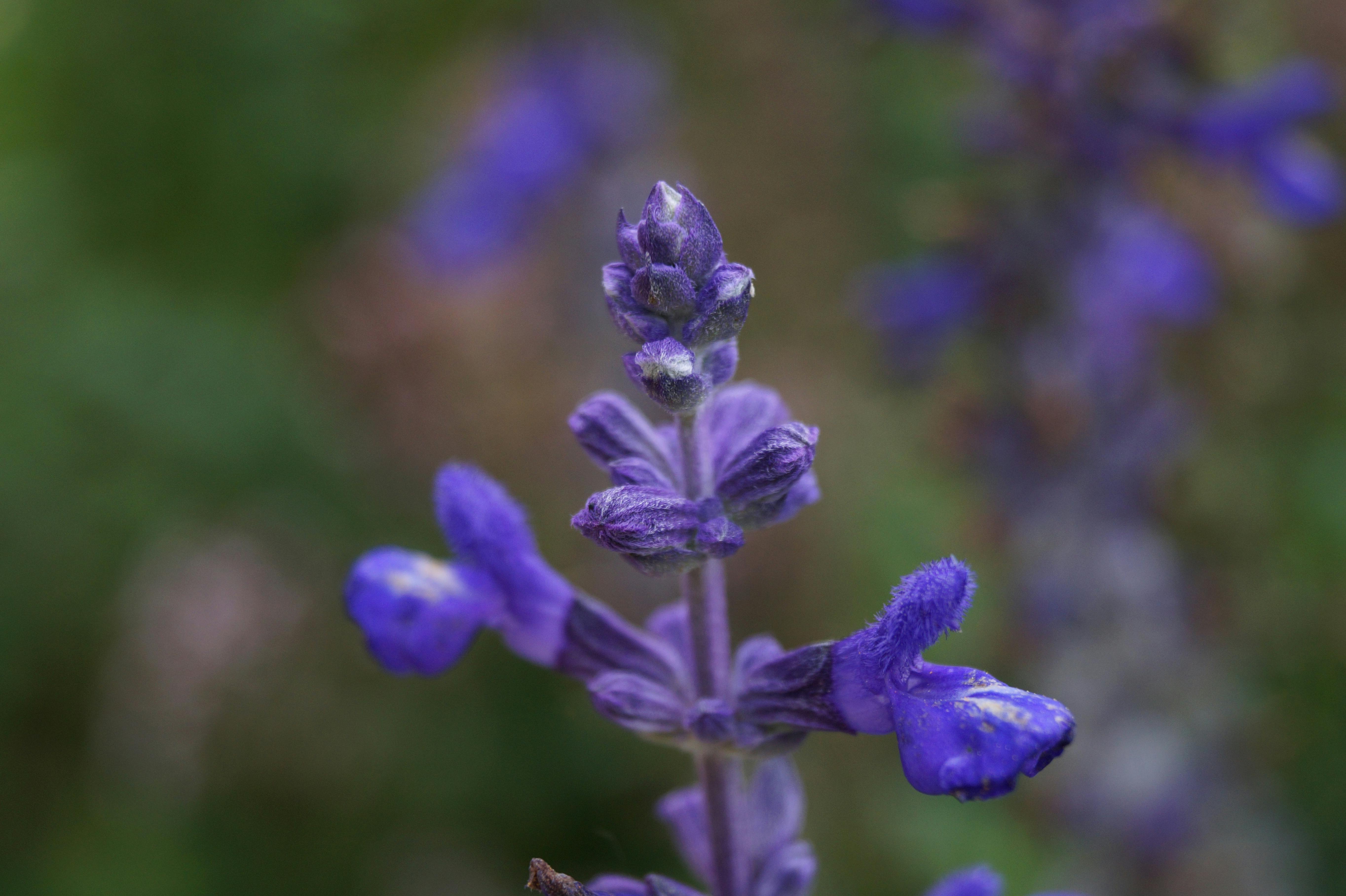 Flowering Sage