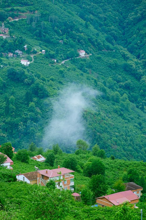 녹색, 산의 경치, 숲의 무료 스톡 사진