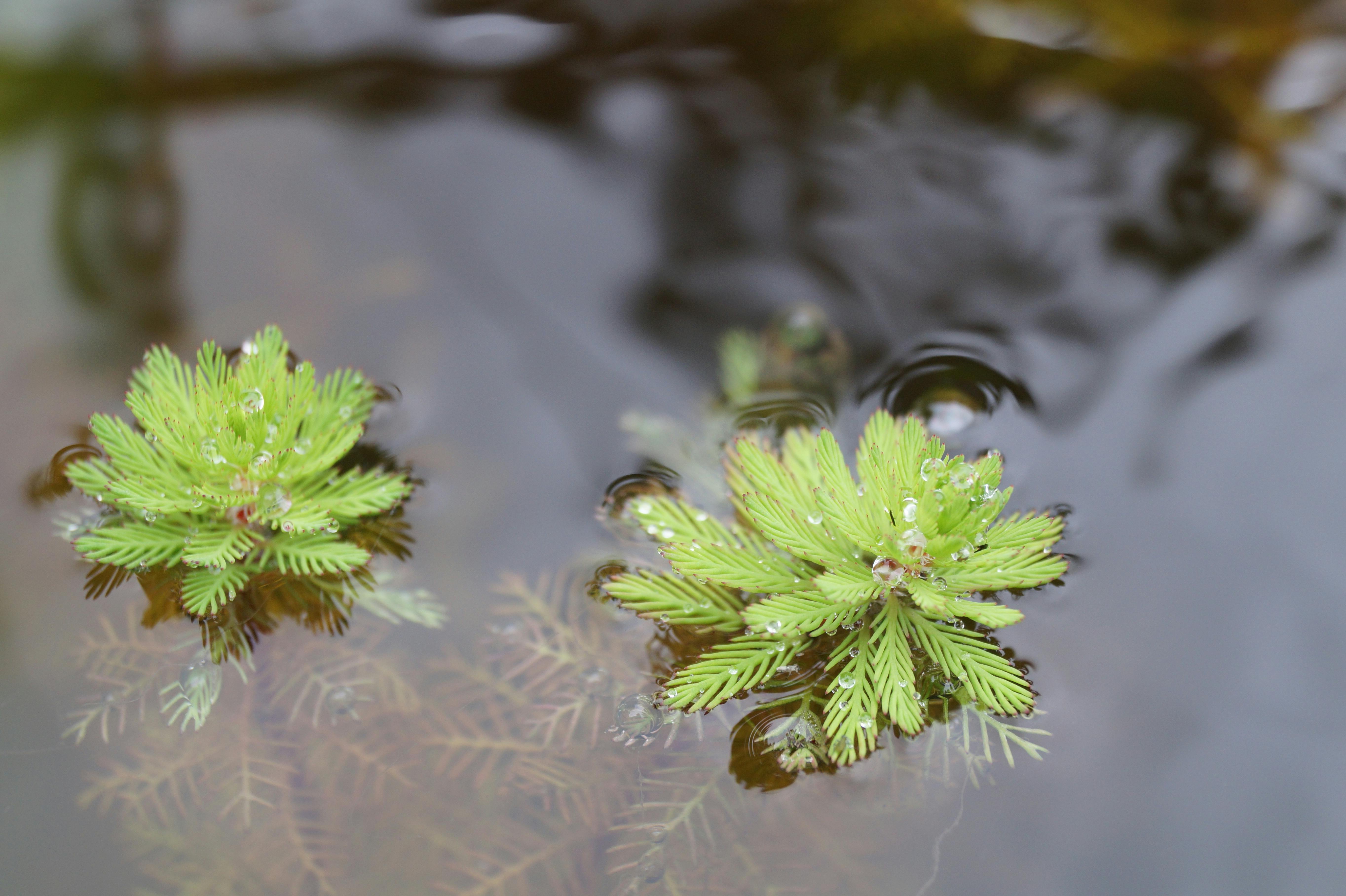 free-stock-photo-of-water-plant