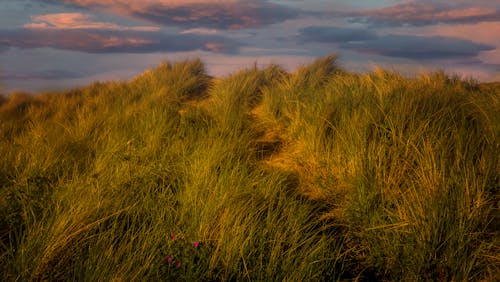 A grassy field with a path leading to the beach