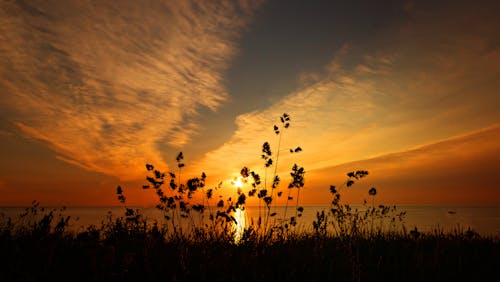 Sunset over the sea with grass and flowers