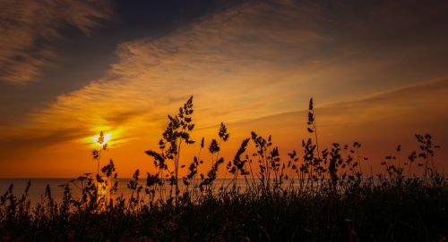 Free Beautiful sunset over the coast with silhouetted plants and a tranquil sea view. Stock Photo