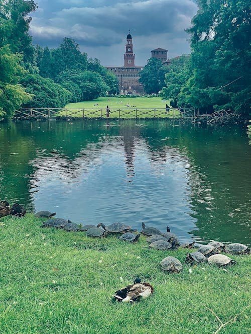 Fotobanka s bezplatnými fotkami na tému divoké kačice, hrad, korytnačka