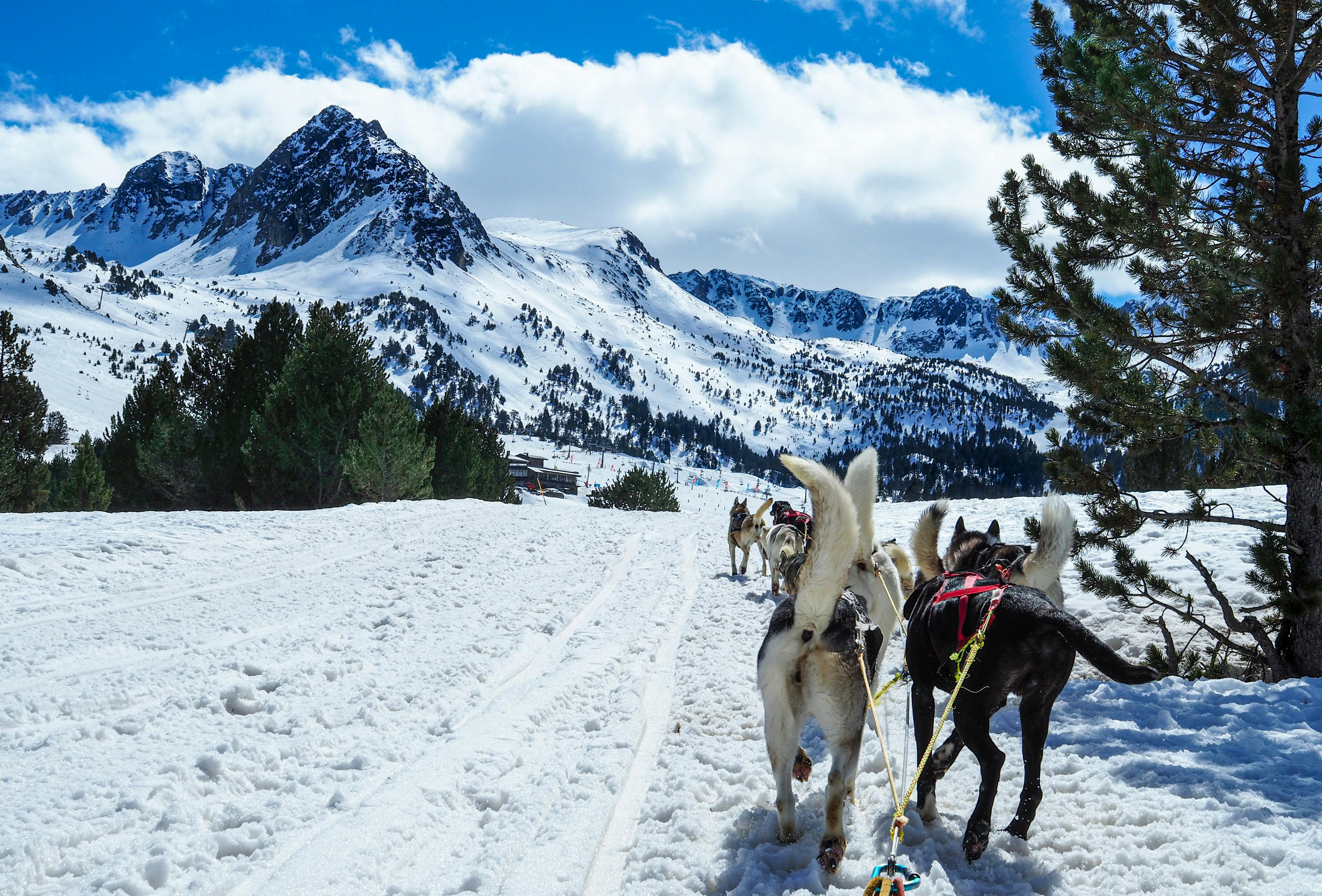 View of a Dog Sled amid Snowcapped Mountains