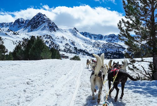 Free View of a Dog Sled amid Snowcapped Mountains Stock Photo