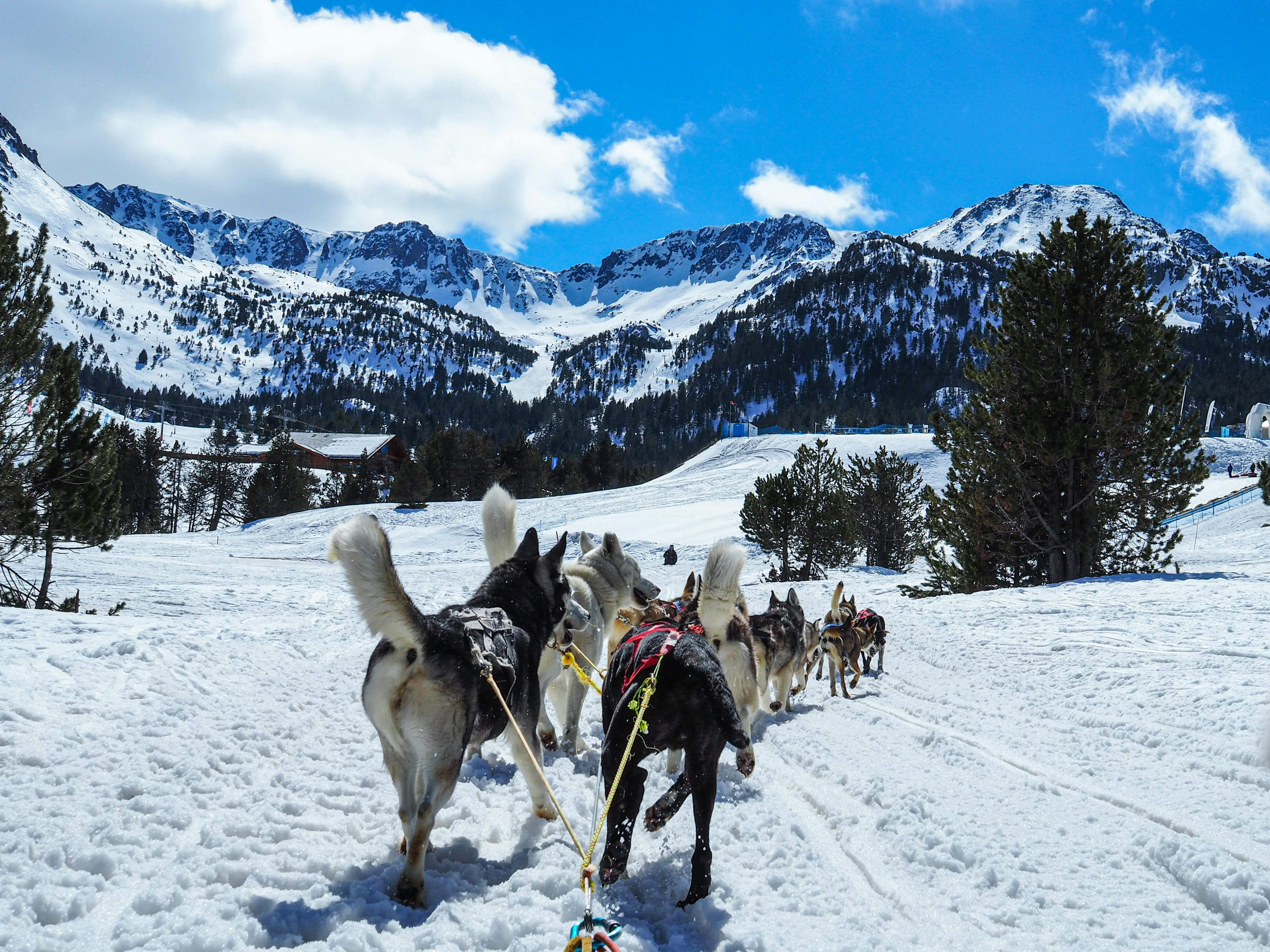 Dogs Pulling the Sled in the Mountains