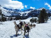 Experience the thrill of sled dogs in snowy Andorra, showcasing stunning mountainous scenery.