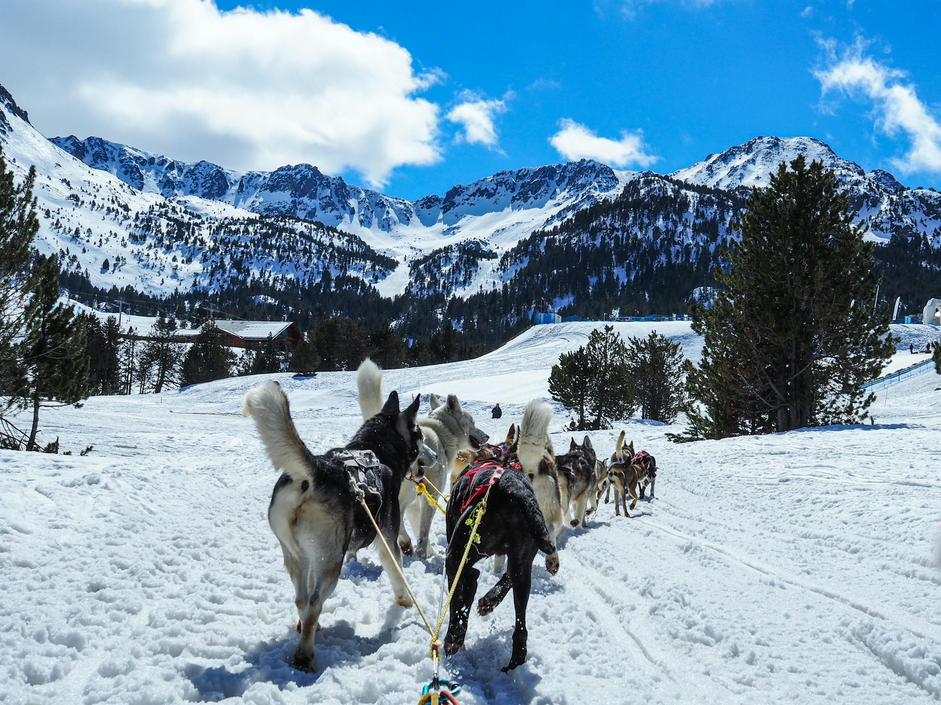 Des chiens tirent le traîneau dans les montagnes