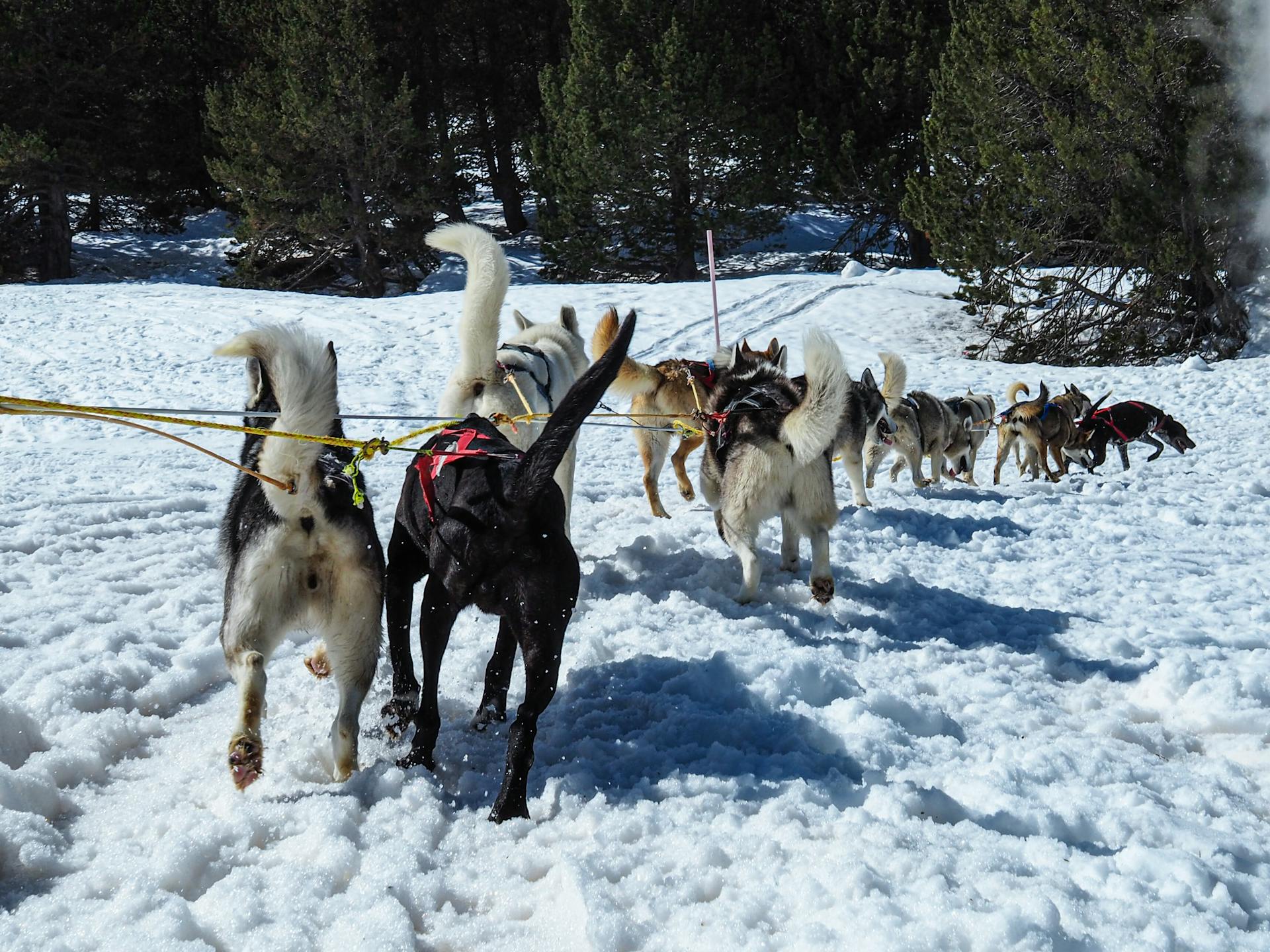 Mushing