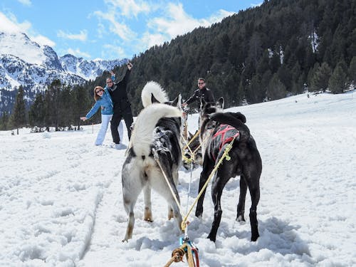 Darmowe zdjęcie z galerii z montana, nieve, paisaje