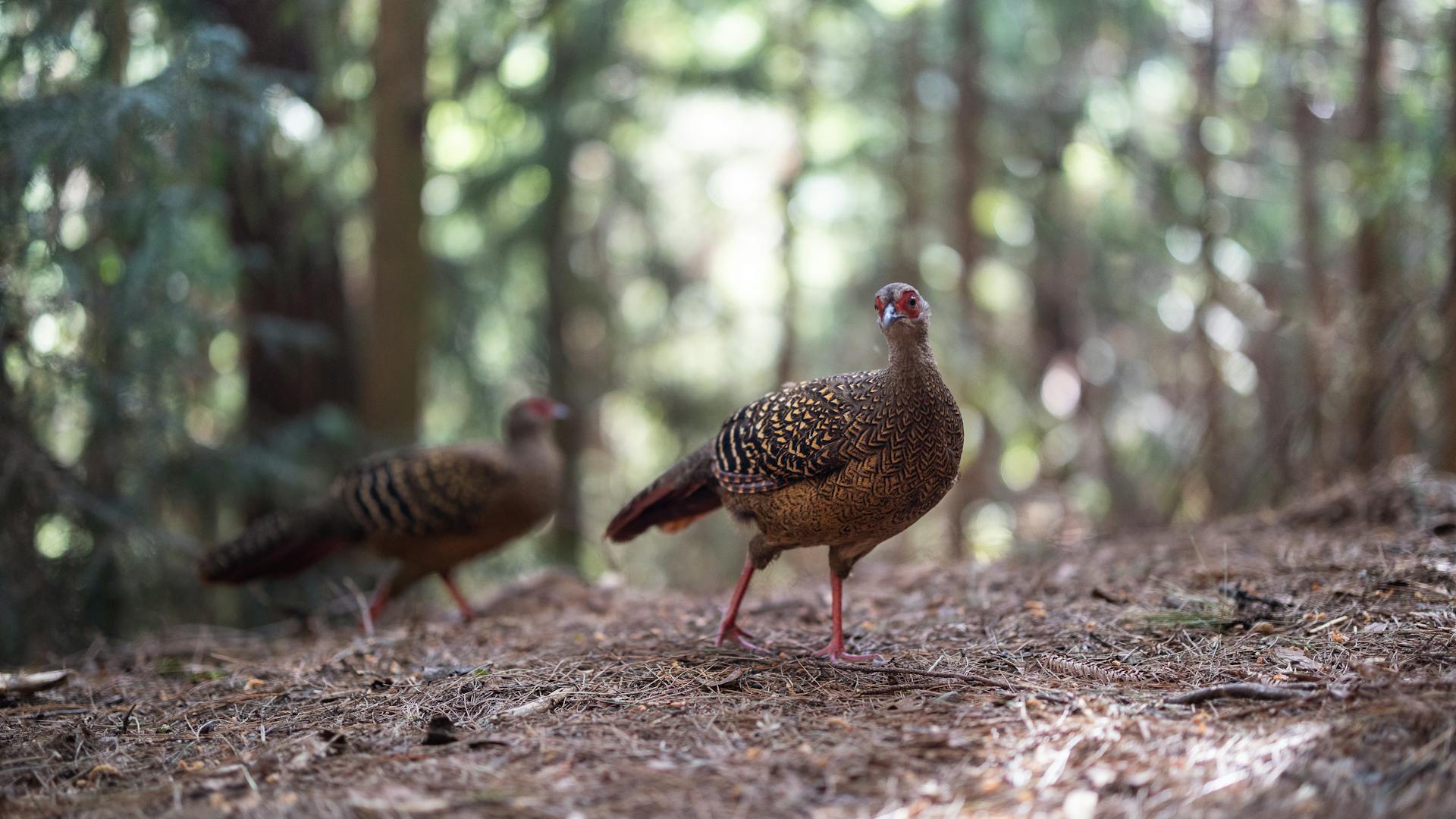 Female Taiwan Blue Pheasants Walking in the Forest