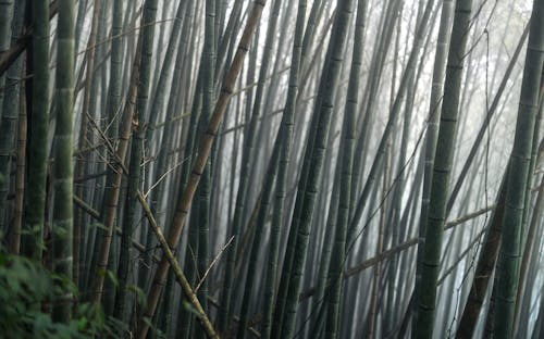 Základová fotografie zdarma na téma ališan, bambus, bouře