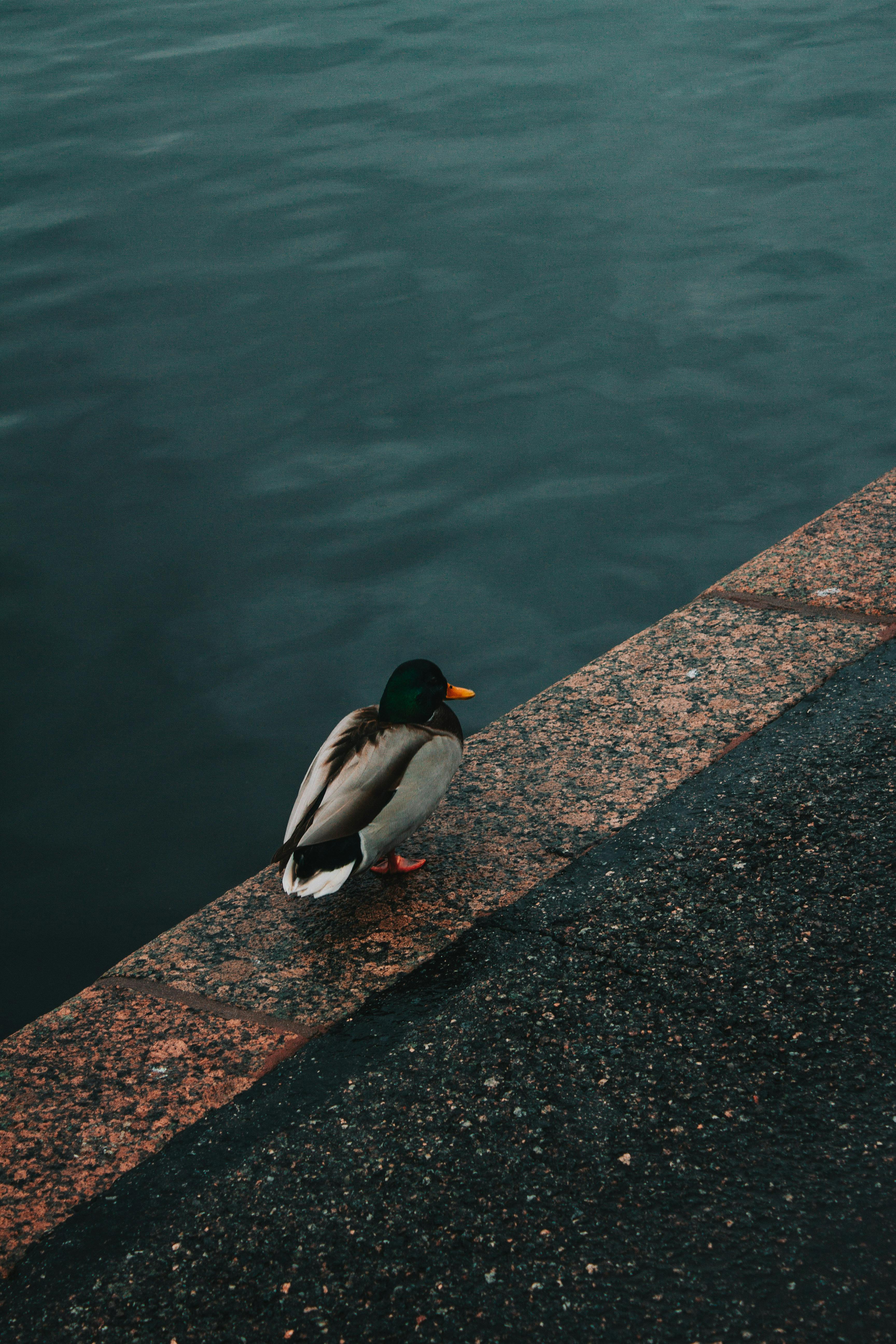 duck on pier on lakeshore