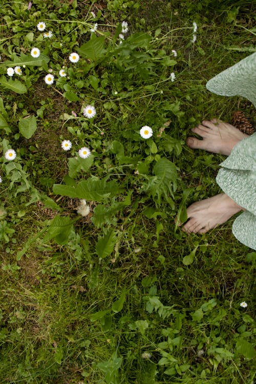 Gratis stockfoto met gazon gras