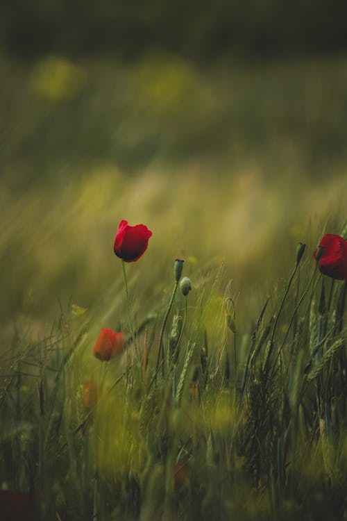 Red poppies in a field with a blurry background