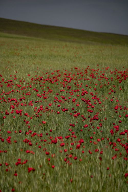 Free A beautiful rural landscape of a green meadow filled with red poppies under a clear spring sky. Stock Photo