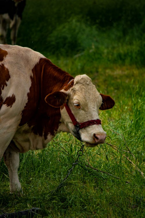 Δωρεάν στοκ φωτογραφιών με αγελάδα, αγρόκτημα, αγροτικός