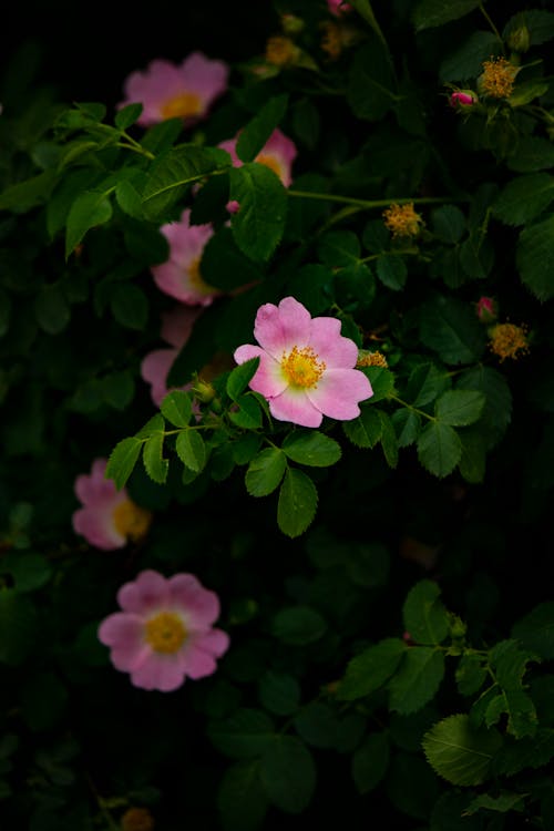 Kostnadsfri bild av blad, blomma, blomning