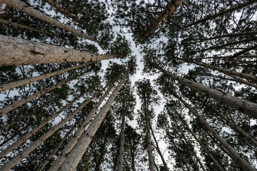 Free A stunning look-up view of tall evergreen pines in Weaver, MN, capturing nature's grandeur. Stock Photo