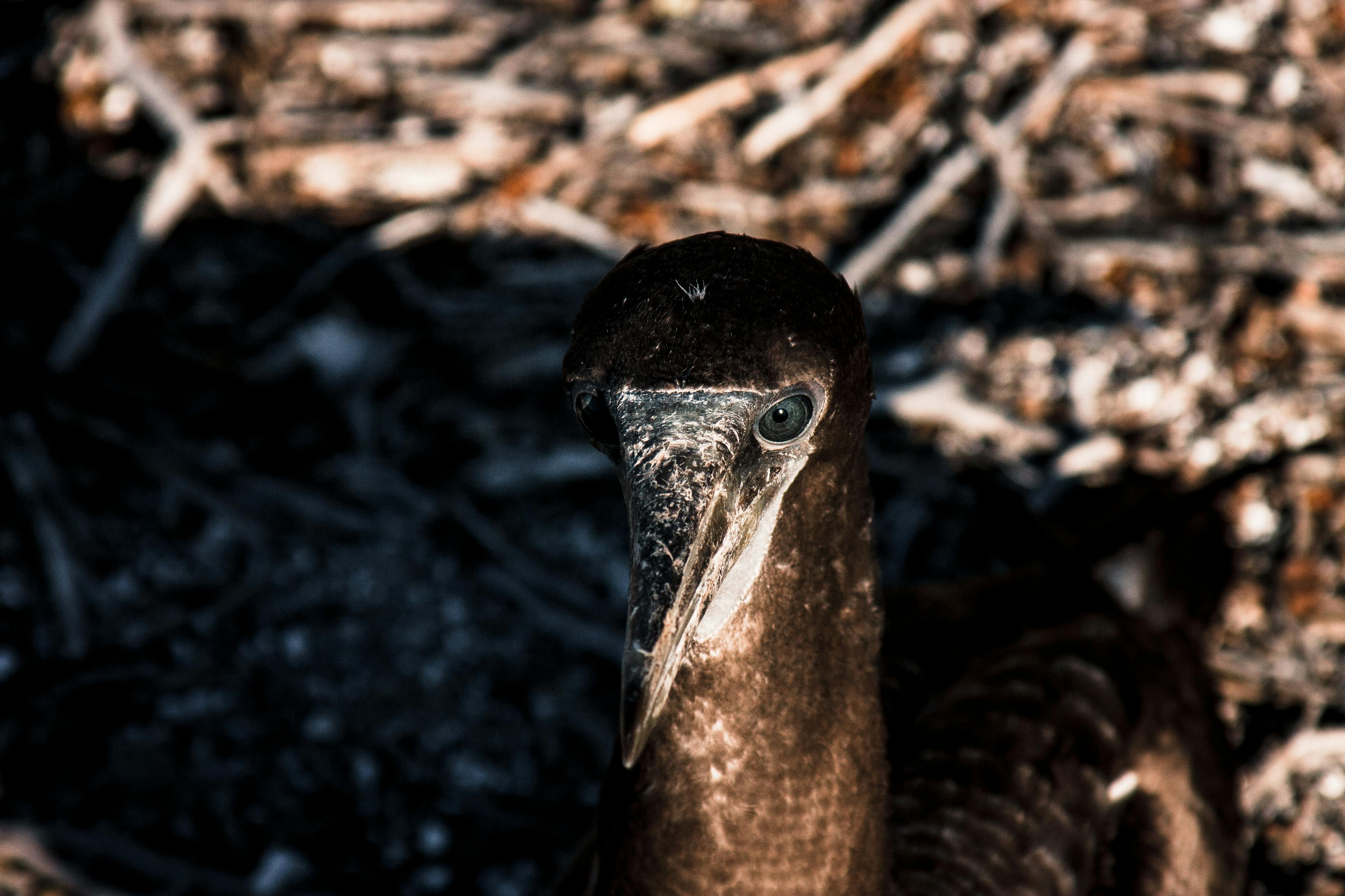 closeup of brown booby with dirty beak