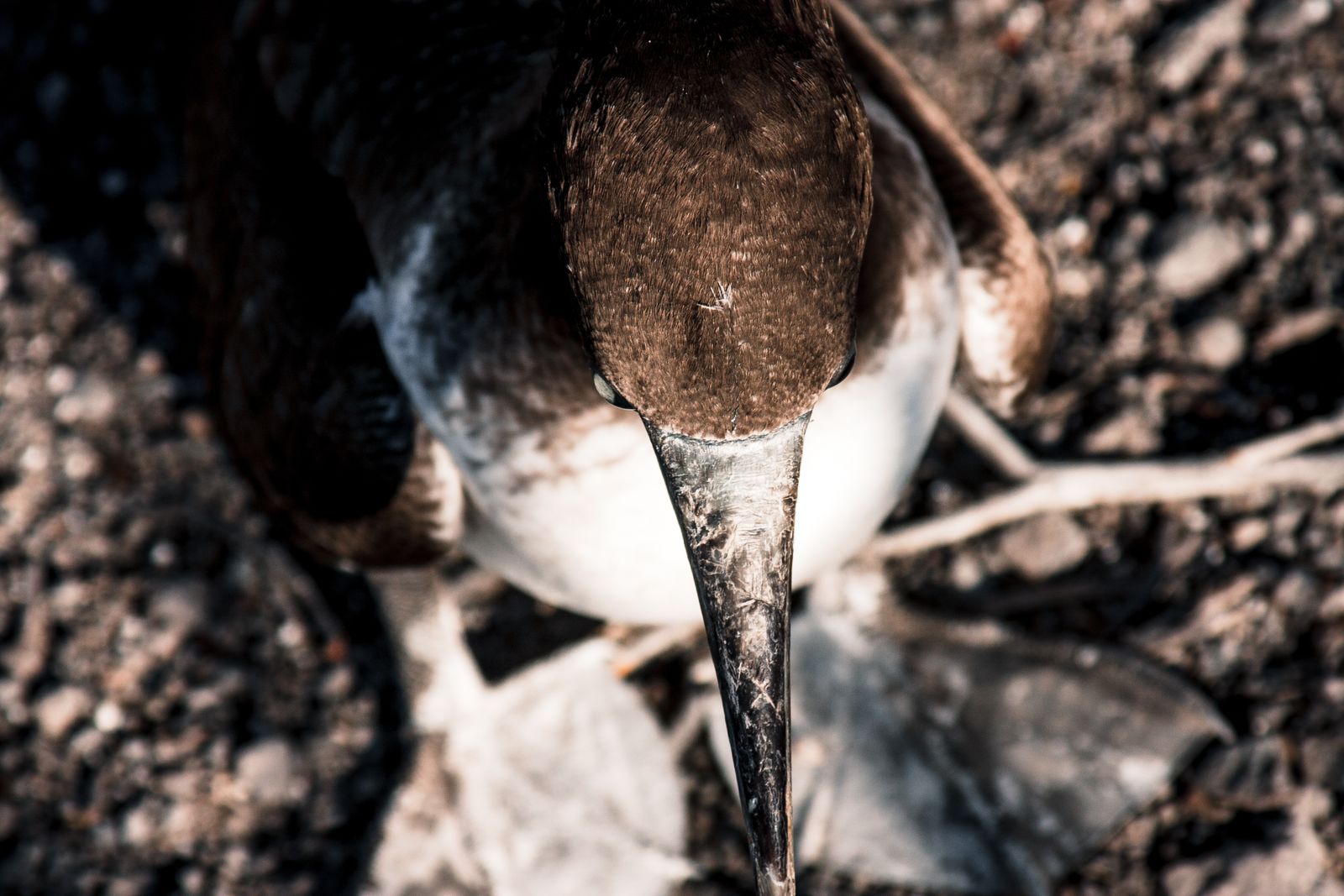 A blue-footed booby photographed close up in the Galapagos