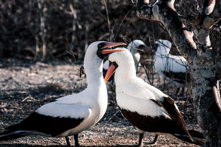 Train Tickets to Galapagos Islands Ecuador: How to Get There by Rail - Featured Image