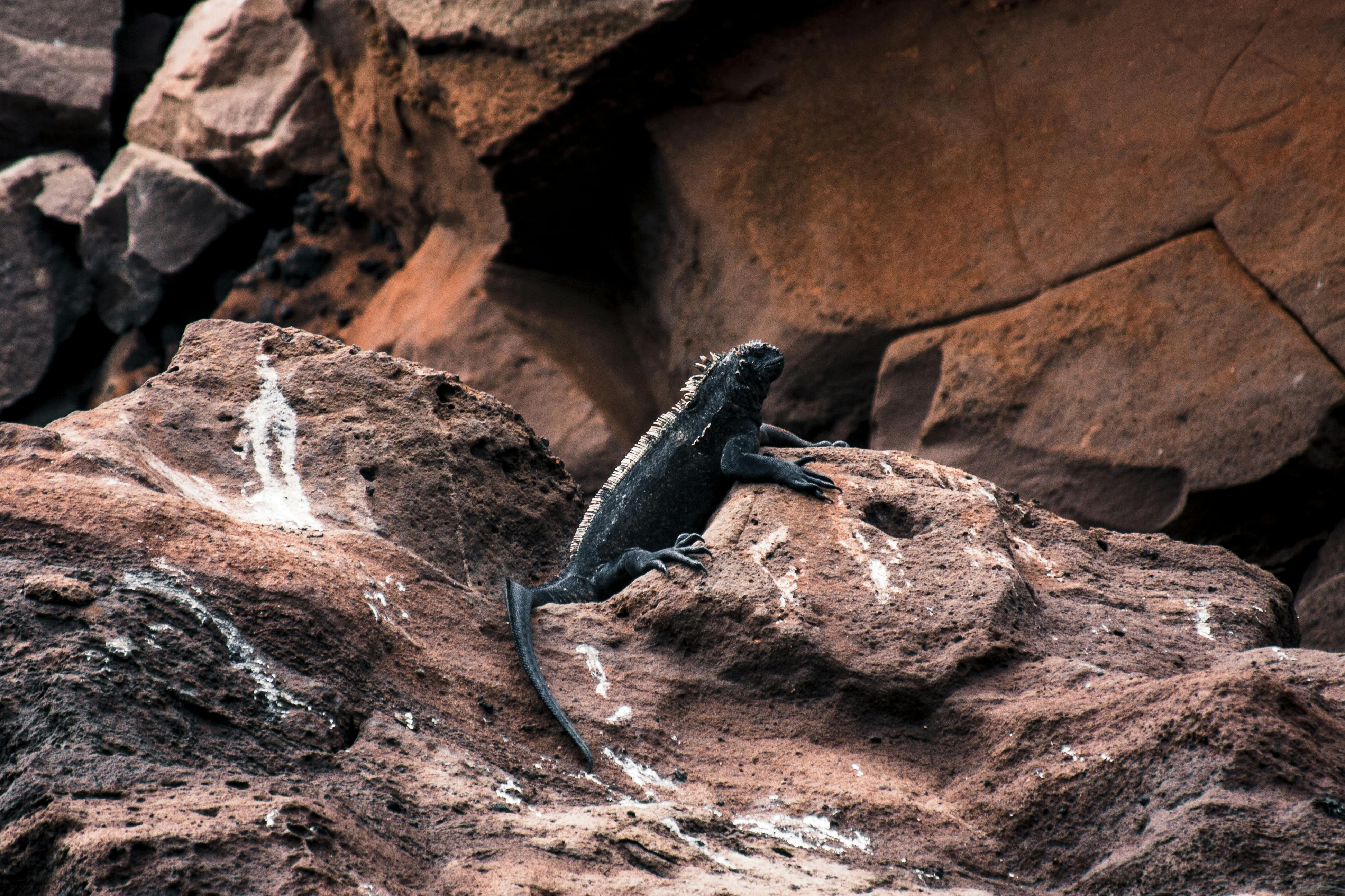 Unique Galapagos marine iguana resting on volcanic rocks in natural habitat, capturing the essence of island wildlife.