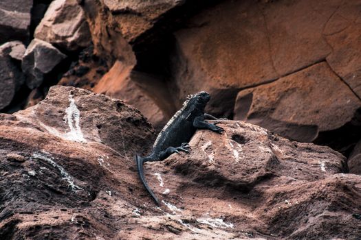 Galapagos Marine Iguana on Volcanic Rock