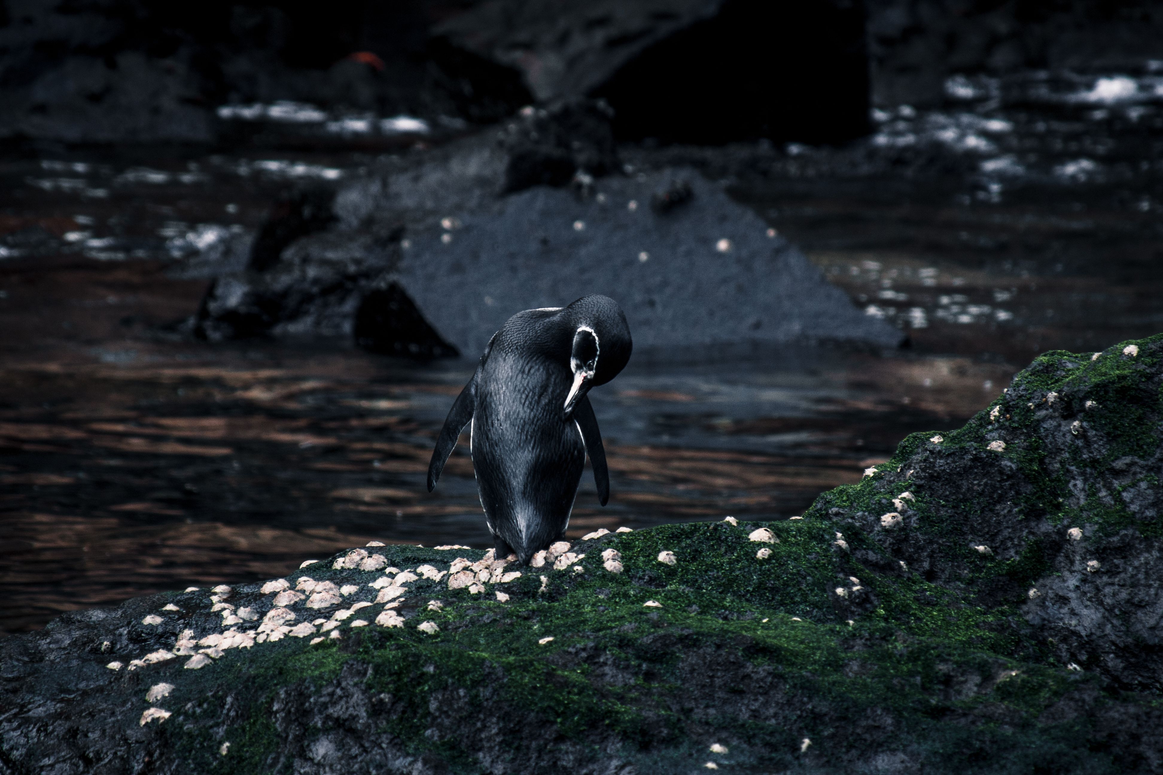 A Galapagos penguin stands on a mossy rock by the water in its natural habitat. A Galapagos penguin stands on a mossy rock by the water in its natural habitat.