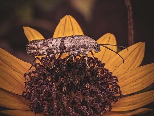 Free stock photo of bug, insect, sunflower