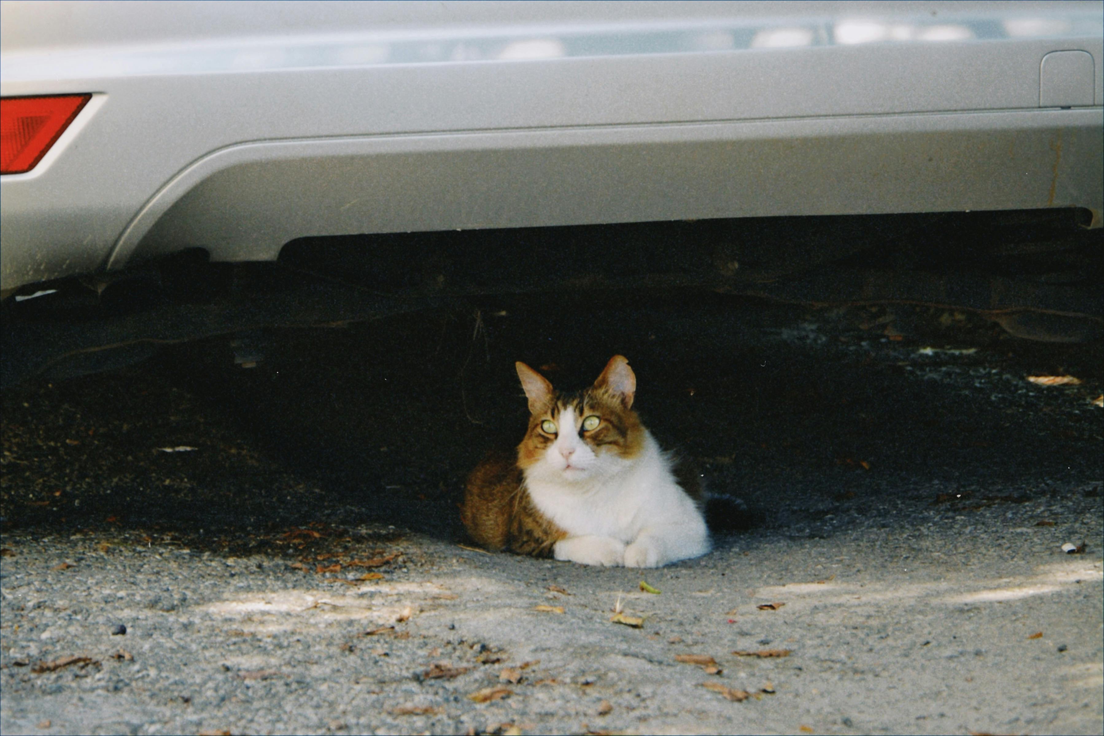 What is Accident Only Pet Insurance UK 2026? Prices & Limits