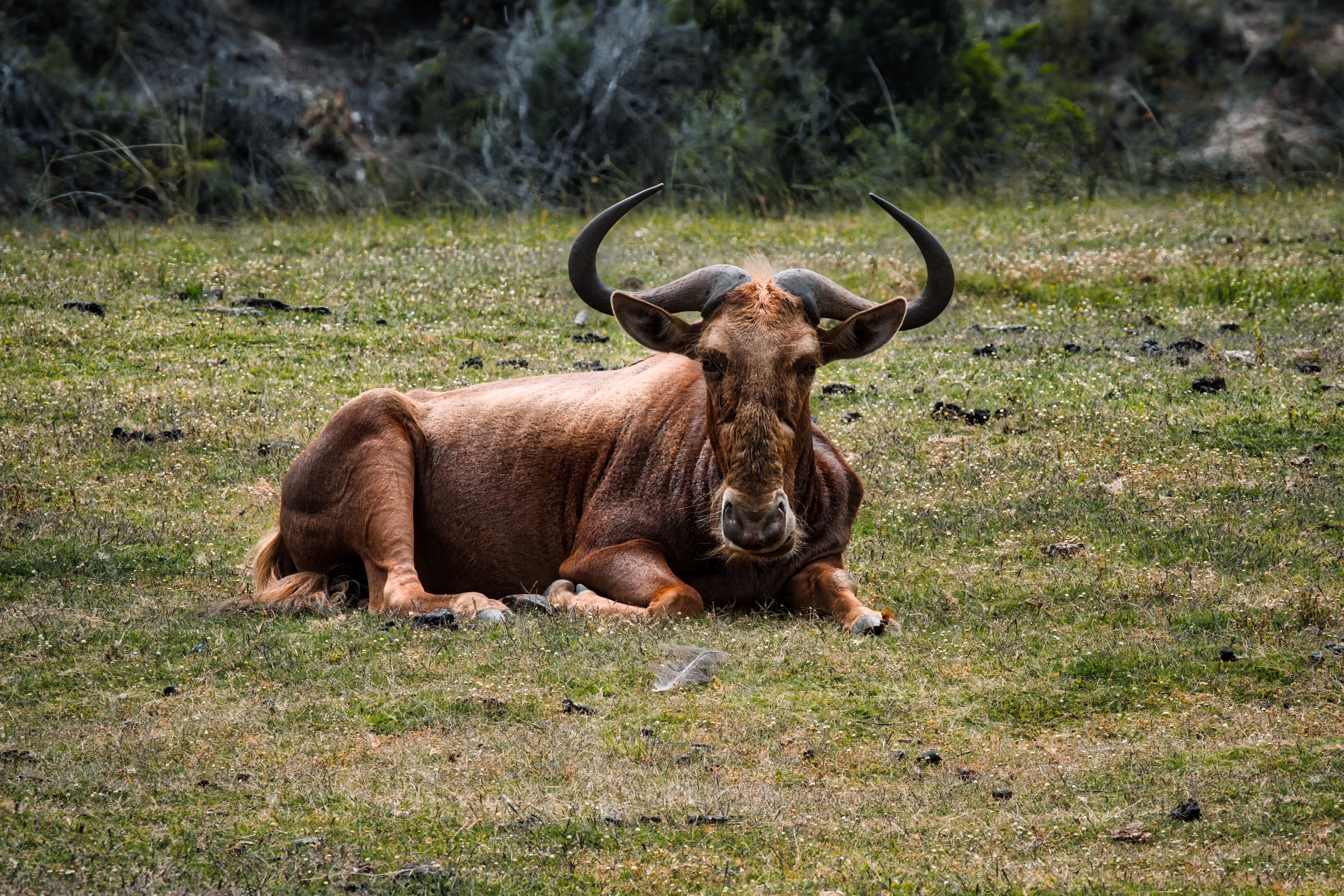 A wildebeest lies on grassy terrain in Oudtshoorn, South Africa.