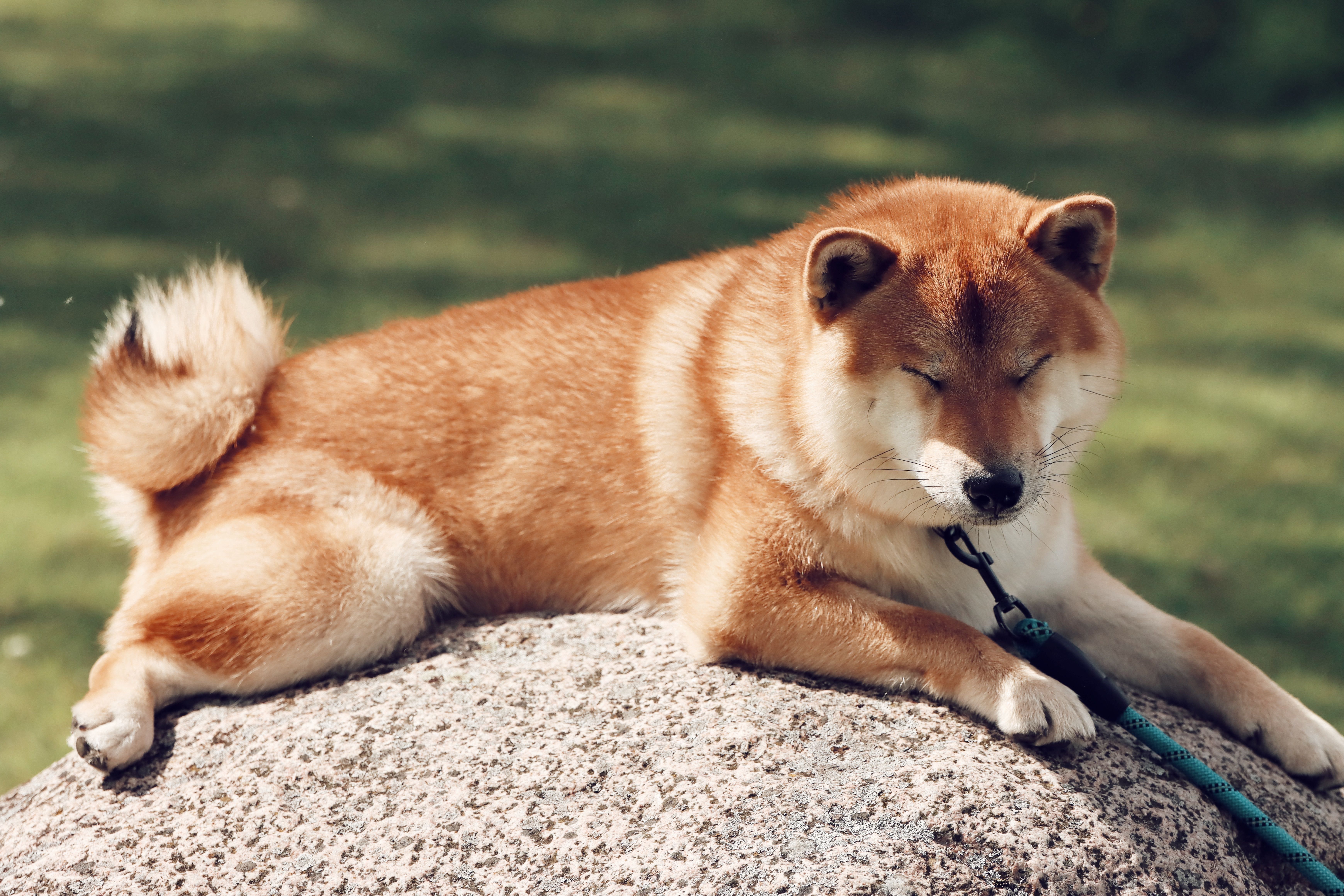 Shiba Inu Lying Down on Rock · Free Stock Photo