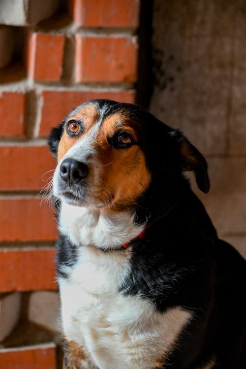 Free A beagle mix dog with expressive eyes sitting by a rustic brick wall indoors. Stock Photo