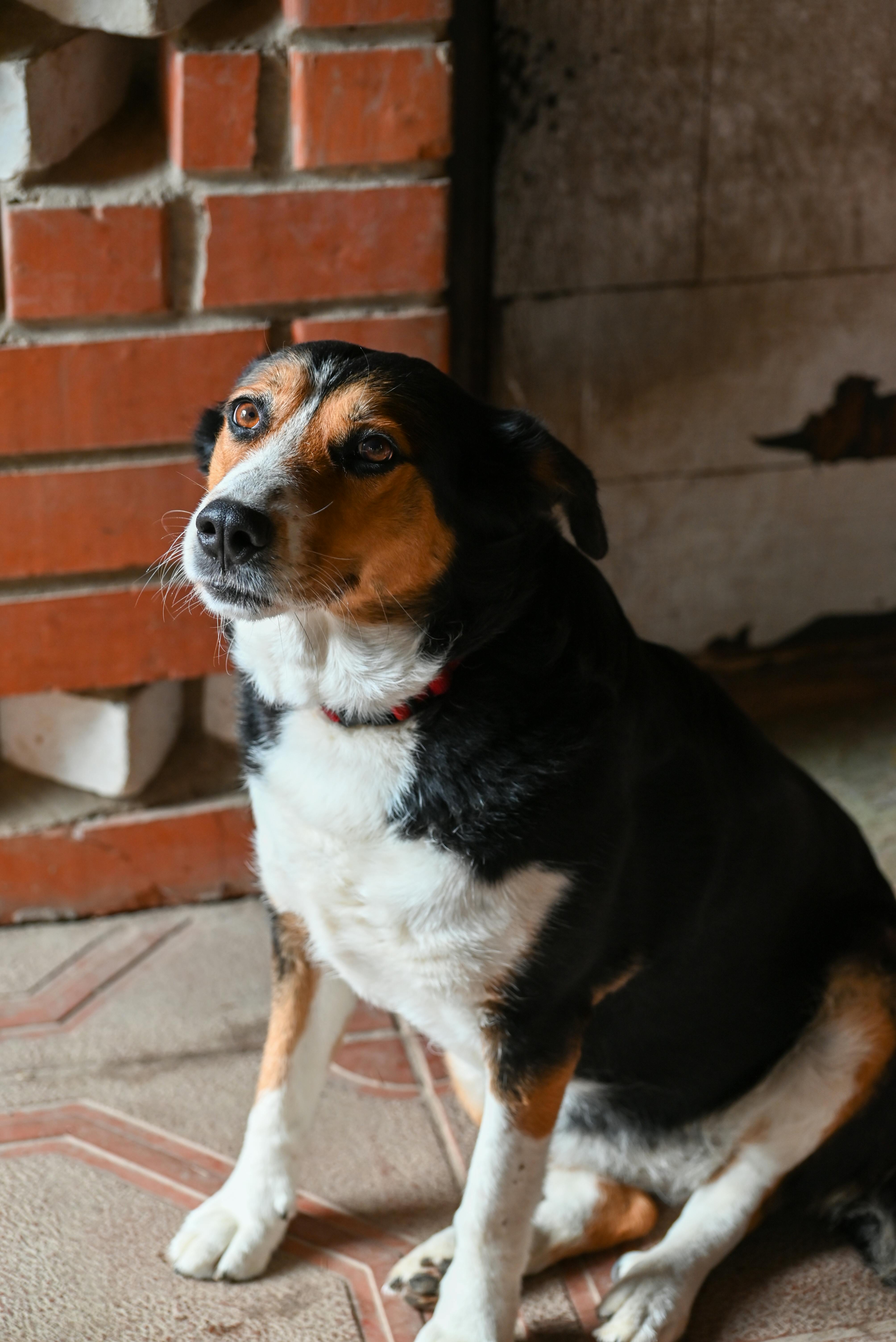 Entlebucher Mountain Dog