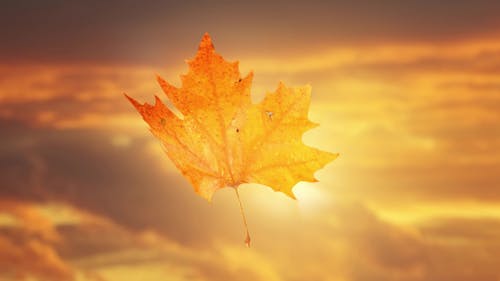 Free stock photo of autumn, background, dawn