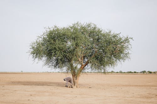 Fotos de stock gratuitas de agricultura, al aire libre, árbol