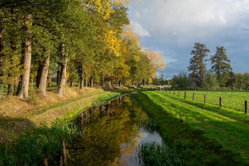 Immagine gratuita di acqua, alba, alberi