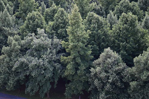 Immagine gratuita di alberi, foresta