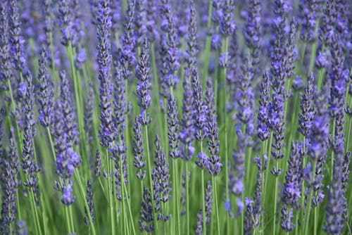 Free stock photo of lavender, lavender color, lavender flowers