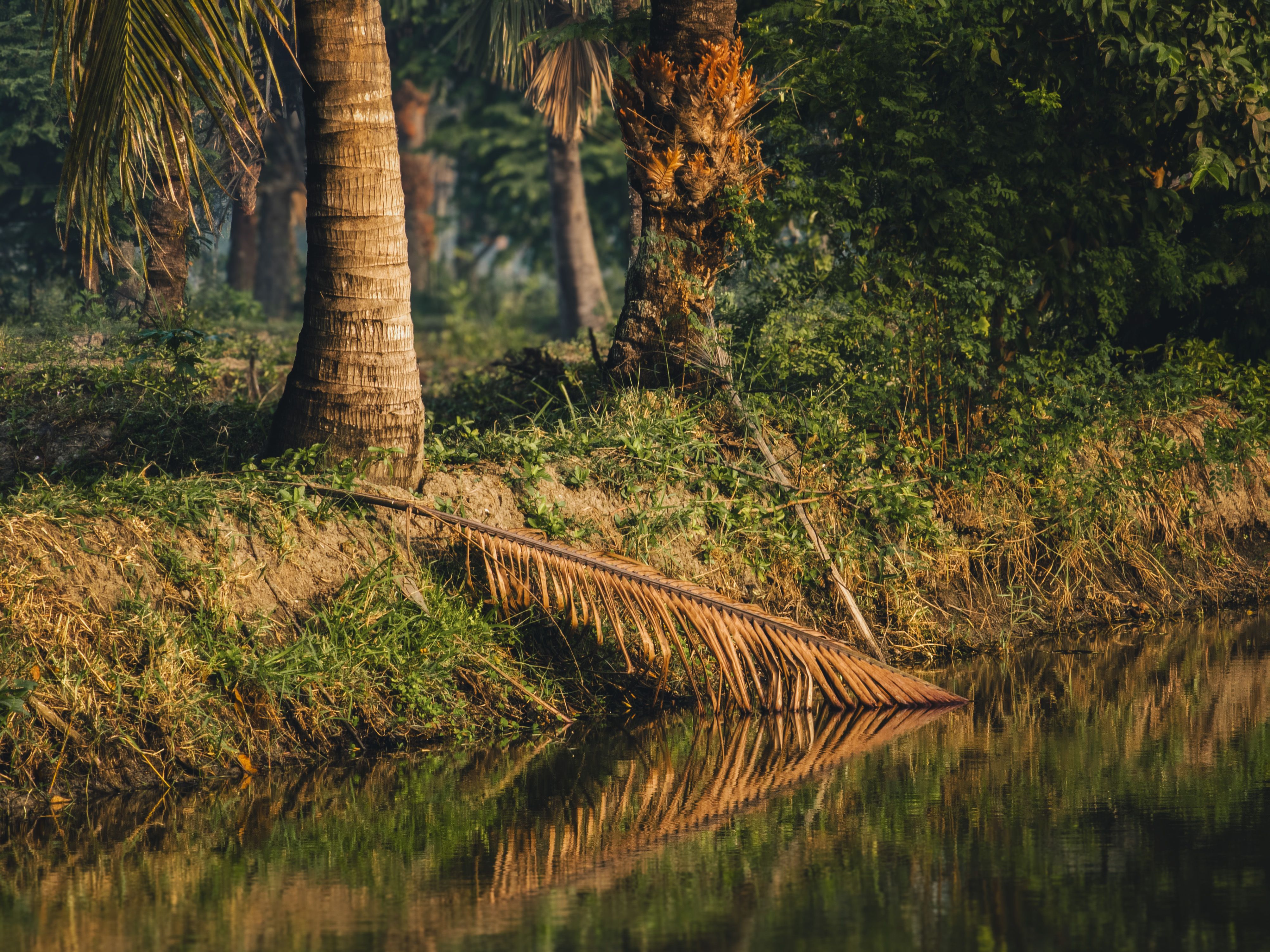 Calm river bank with palm trees and reflections in Bagerhat, Bangladesh.
