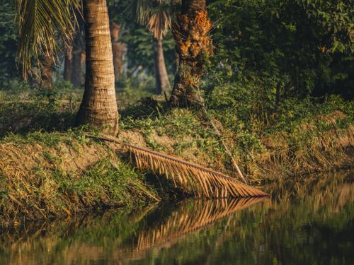Free Calm river bank with palm trees and reflections in Bagerhat, Bangladesh. Stock Photo