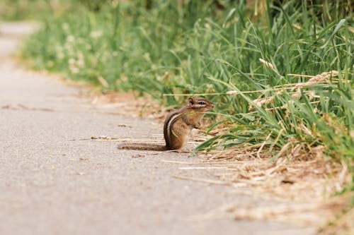 Kostenloses Stock Foto zu backenhörnchen, fußweg, gras