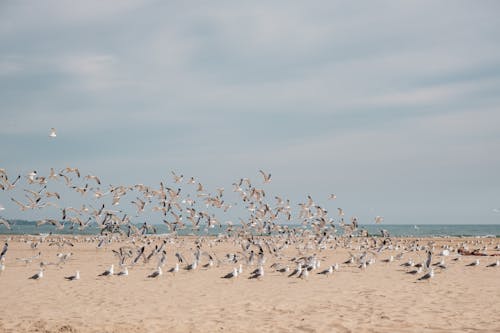 Foto stok gratis air, berselancar, burung