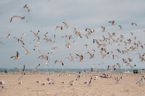 Základová fotografie zdarma na téma chicago, divočina, hejno