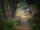 village morning