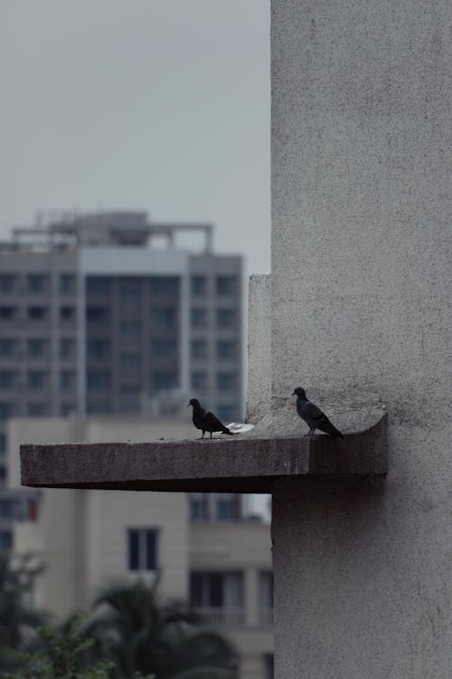 Two birds sitting on a ledge in front of a building